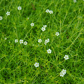 Scotch Moss 24-cell flat