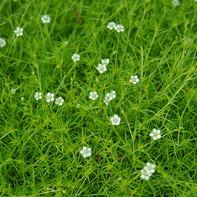 Scotch Moss #1 gallon pot