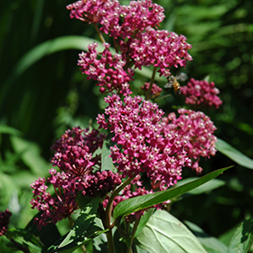 Swamp Milkweed 4.25"/quart pot