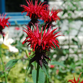 Jacob Cline Beebalm #1 gallon pot