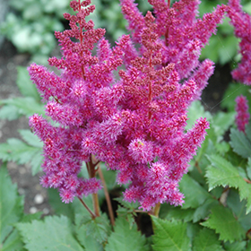 Visions Astilbe #1 gallon pot