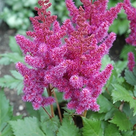 Visions Astilbe #1.5 gallon pot