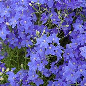 Blue Elf Delphinium #1 gallon pot