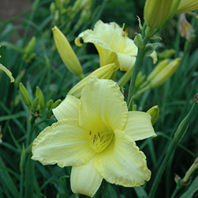 Happy Ever Appster Happy Returns Daylily 4.25"/quart pot