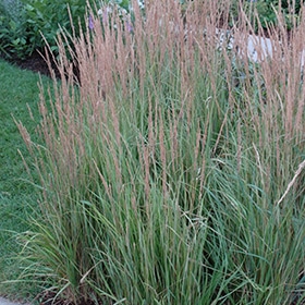 Variegated Reed Grass #2 gallon pot