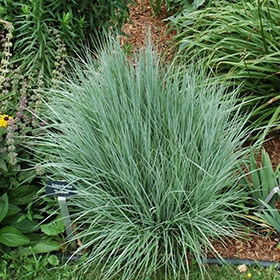 The Blues Bluestem #1 gallon pot