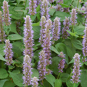 Blue Fortune Anise Hyssop #2 gallon pot