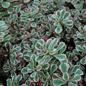 Tricolor Stonecrop 24-cell flat