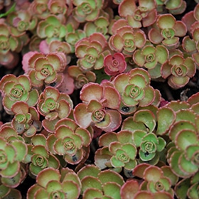 Fulda Glow Stonecrop #1 gallon pot
