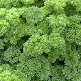 Parsley 4.25"/Grande pot - Proven Winners