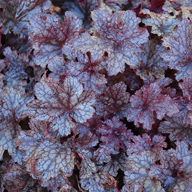Plum Pudding Coral Bells #2 gallon pot