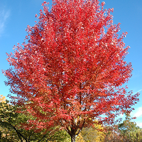 Autumn Blaze Maple #15 gallon pot