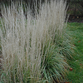 Avalanche Reed Grass #3 gallon pot