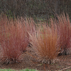 Blue Heaven Bluestem #1 gallon pot