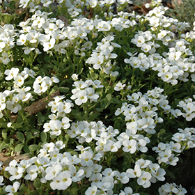 Snowcap Wall Cress 4.25"/quart pot