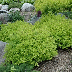 Goldmound Spirea #5 gallon pot
