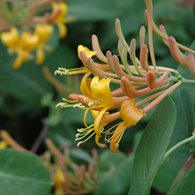 Mandarin Trumpet Honeysuckle #1 gallon pot