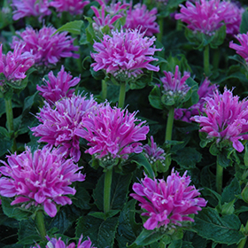 Petite Delight Beebalm 4.25"/quart pot