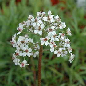 Umbrella Plant #1 gallon pot