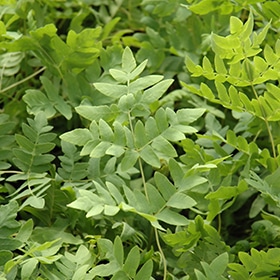 Royal Fern #1 gallon pot