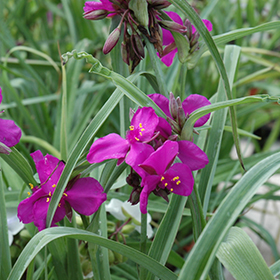 Red Grape Spiderwort #2 gallon pot