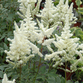 Bridal Veil Astilbe #1 gallon pot