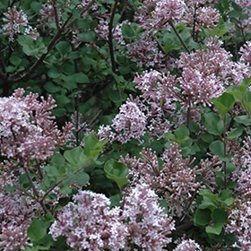 Dwarf Korean Lilac #3 gallon pot