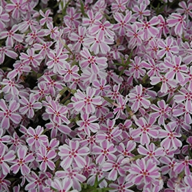 Candy Stripe Moss Phlox #1.5 gallon pot