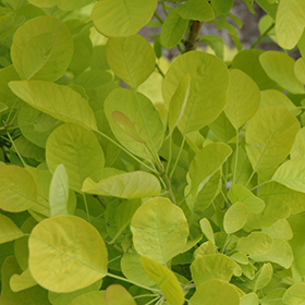 Winecraft Gold Smokebush #3 gallon pot - Proven Winners