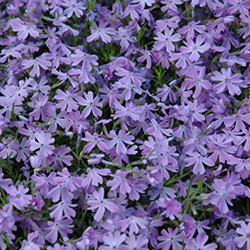 Emerald Blue Moss Phlox #1 gallon pot