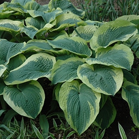 Northern Exposure Hosta #1 gallon pot