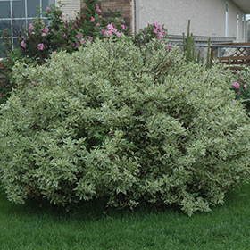 Ivory Halo Dogwood #6 gallon pot