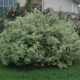 Ivory Halo Dogwood #5 gallon pot