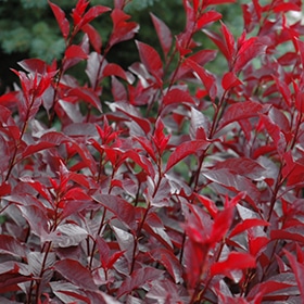 Purpleleaf Sandcherry #3 gallon pot