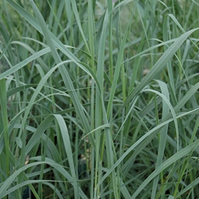 Heavy Metal Blue Switch Grass #1.5 gallon pot