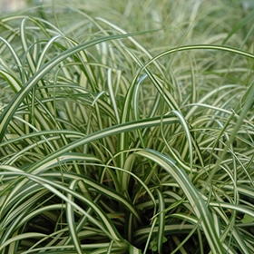 Evergold Variegated Japanese Sedge #1 gallon pot