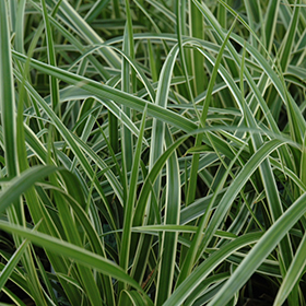 Ice Dance Sedge #1 gallon pot
