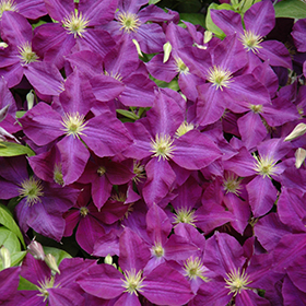 Jackmanii Superba Clematis #1 gallon pot