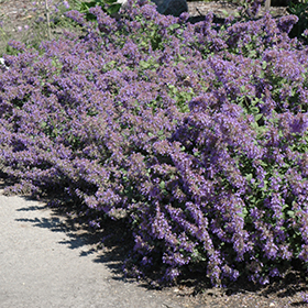 Walker's Low Catmint 4.25"/quart pot