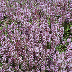 Mother-of-Thyme 3.25"/pint pot