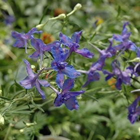 Blue Butterfly Delphinium 4.25"/quart pot