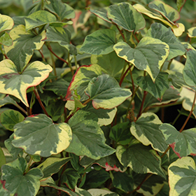 Variegated Chameleon Plant #1 gallon pot