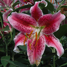 Stargazer Lily #3 gallon pot