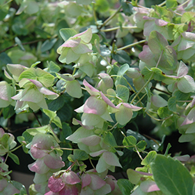 Kent Beauty Oregano #1 gallon pot