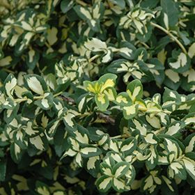 Moonshadow Wintercreeper #3 gallon pot