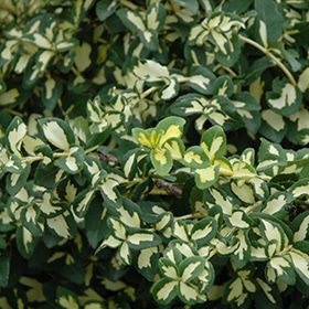 Moonshadow Wintercreeper #3 gallon pot