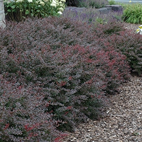 Crimson Pygmy Japanese Barberry #5 gallon pot