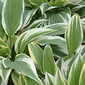 White-Variegated Hosta #1 gallon pot