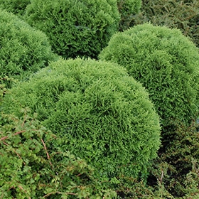 Little Giant Arborvitae #5 gallon pot