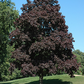 Crimson King Norway Maple #15 gallon pot
